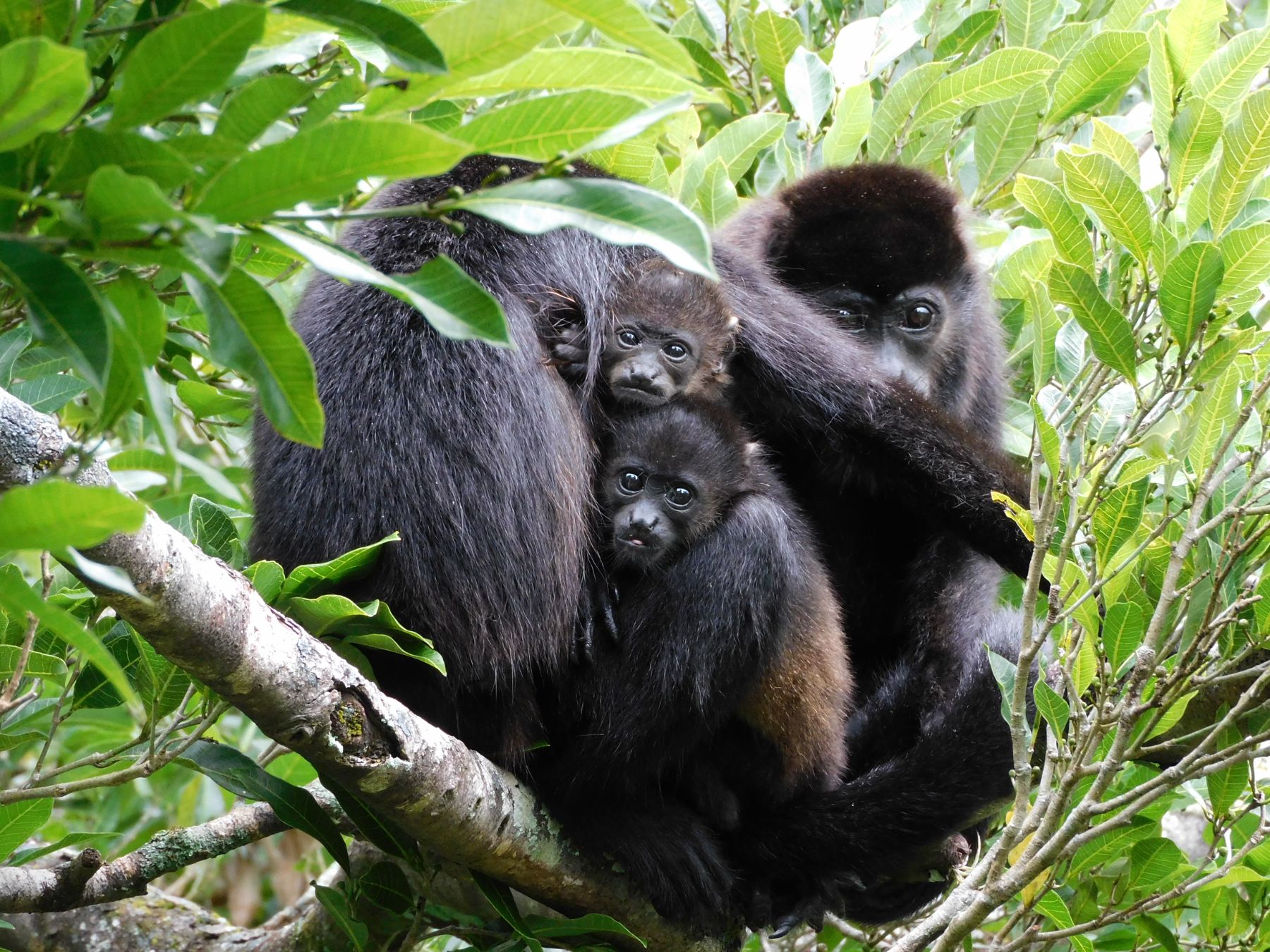 Howler monkey family in the trees near Rio Perdido in Costa Rica
