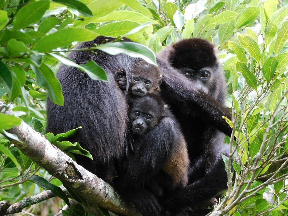 Howler monkey family in the trees near Rio Perdido in Costa Rica