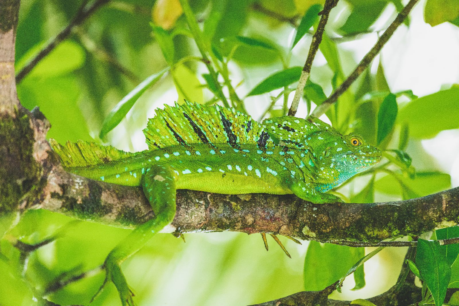 Basilisk lizard seen near Tortuga Lodge on the edge of Tortuguero National Park Costa Rica