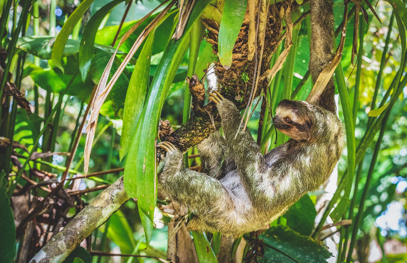Sloth in the trees seen near Tortuga Lodge on the edge of Tortuguero National Park Costa Rica