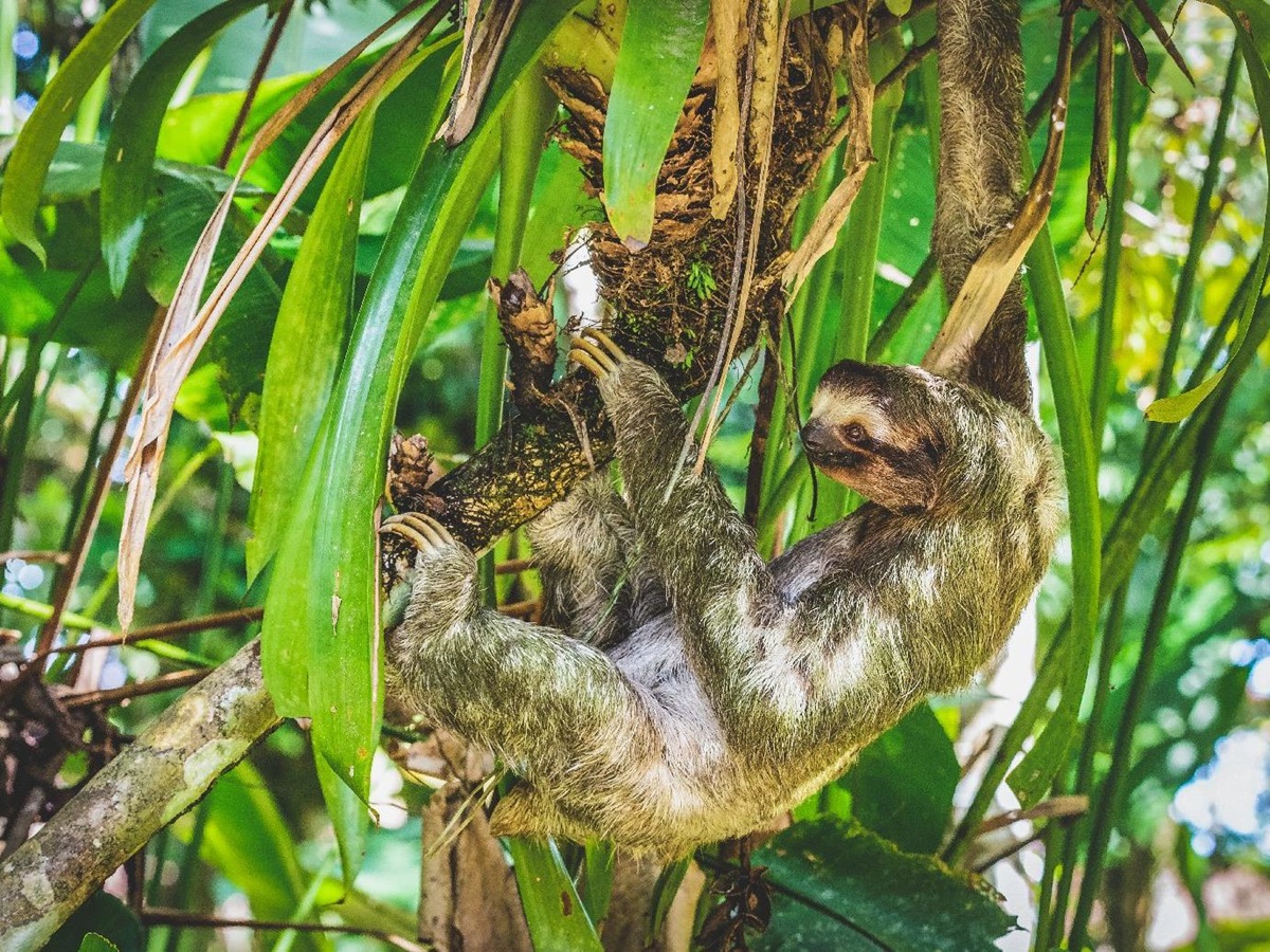 Sloth in the trees seen near Tortuga Lodge on the edge of Tortuguero National Park Costa Rica
