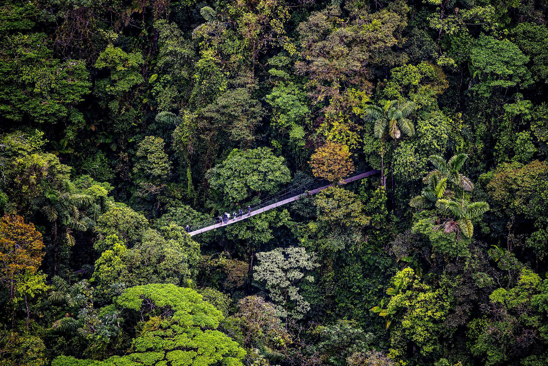 People walking the hanging bridges in the Arenal Volcano National Park