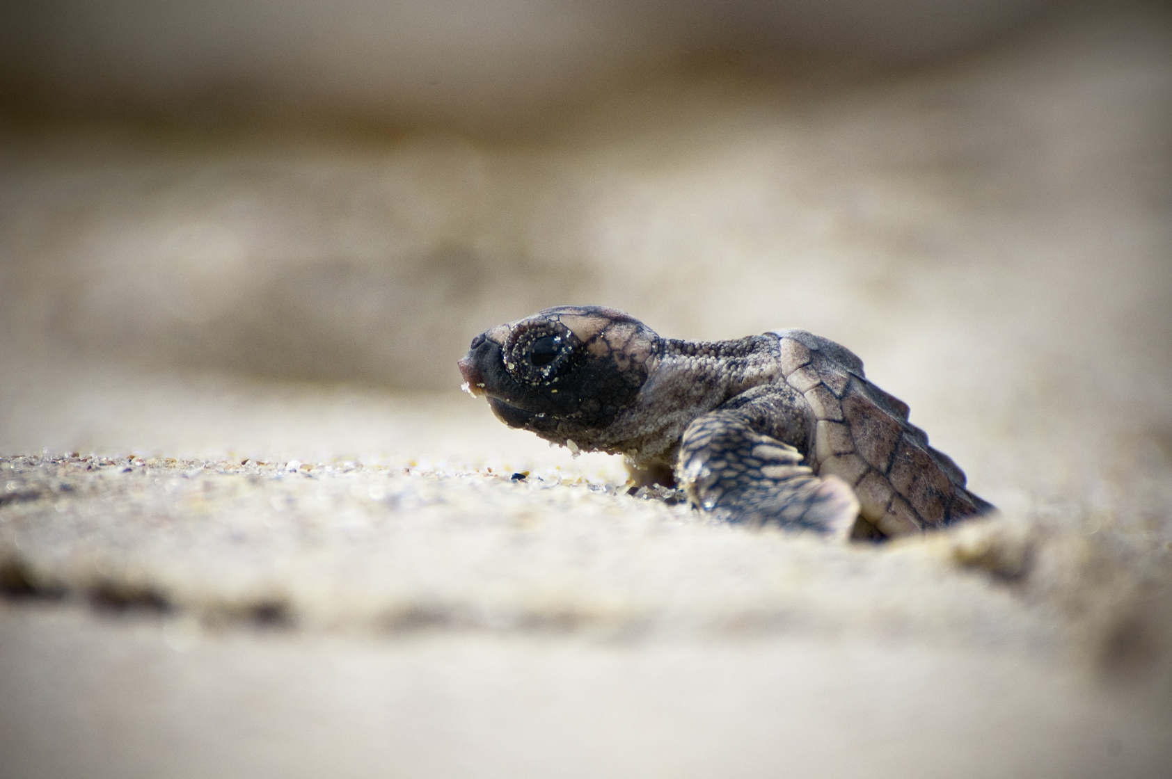 Hatched baby turtle on the beach of Costa Rica