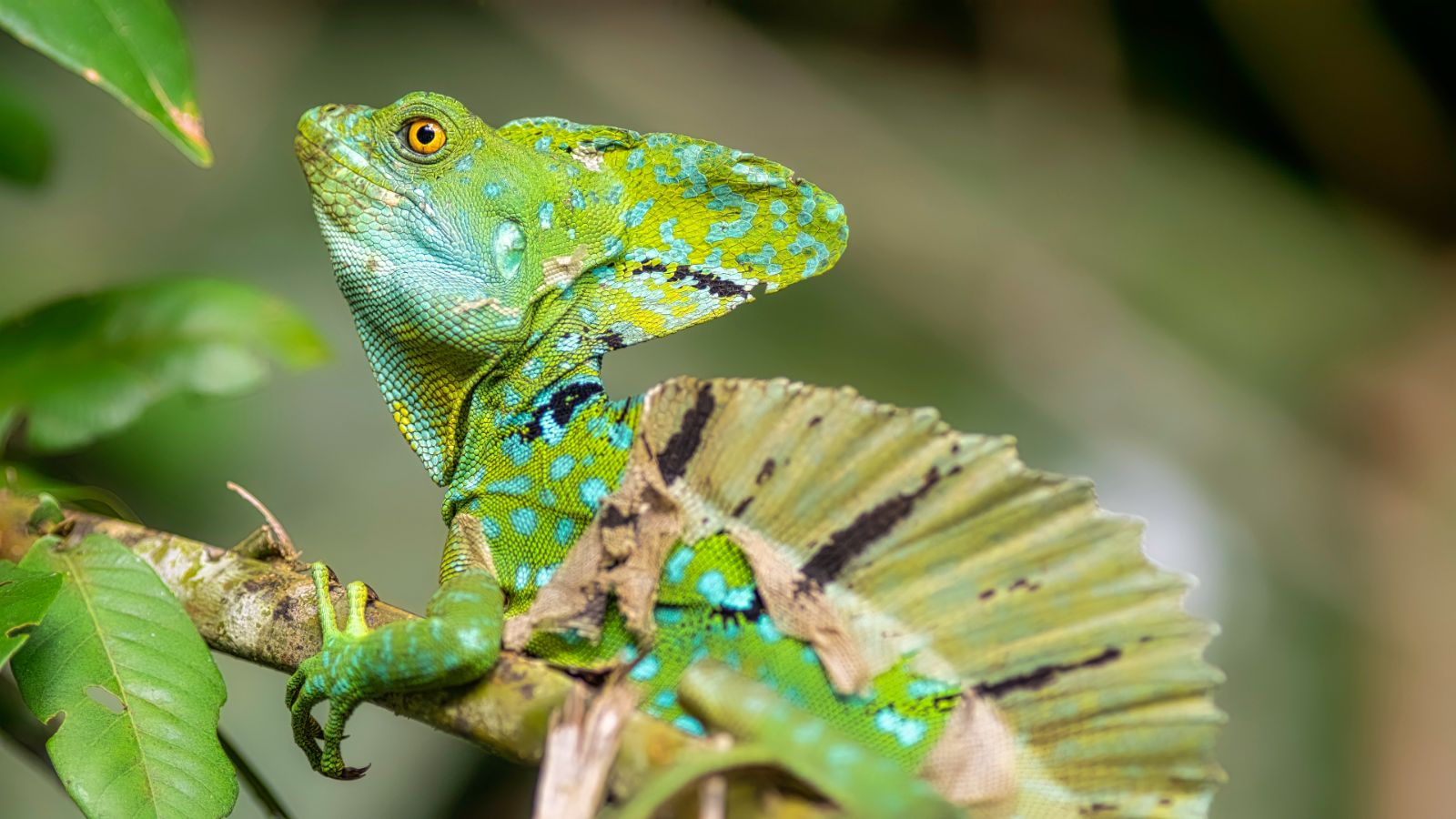 Male basilicus in Tortuguero, Costa Rica