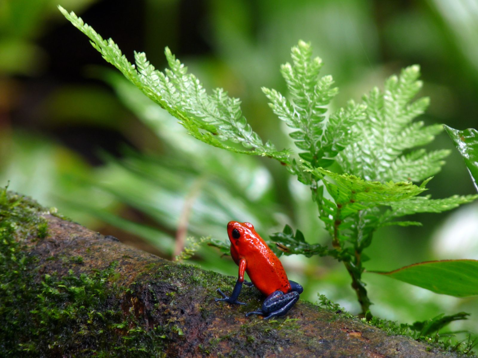 Strawberry poison-dart frog in Costa Rica