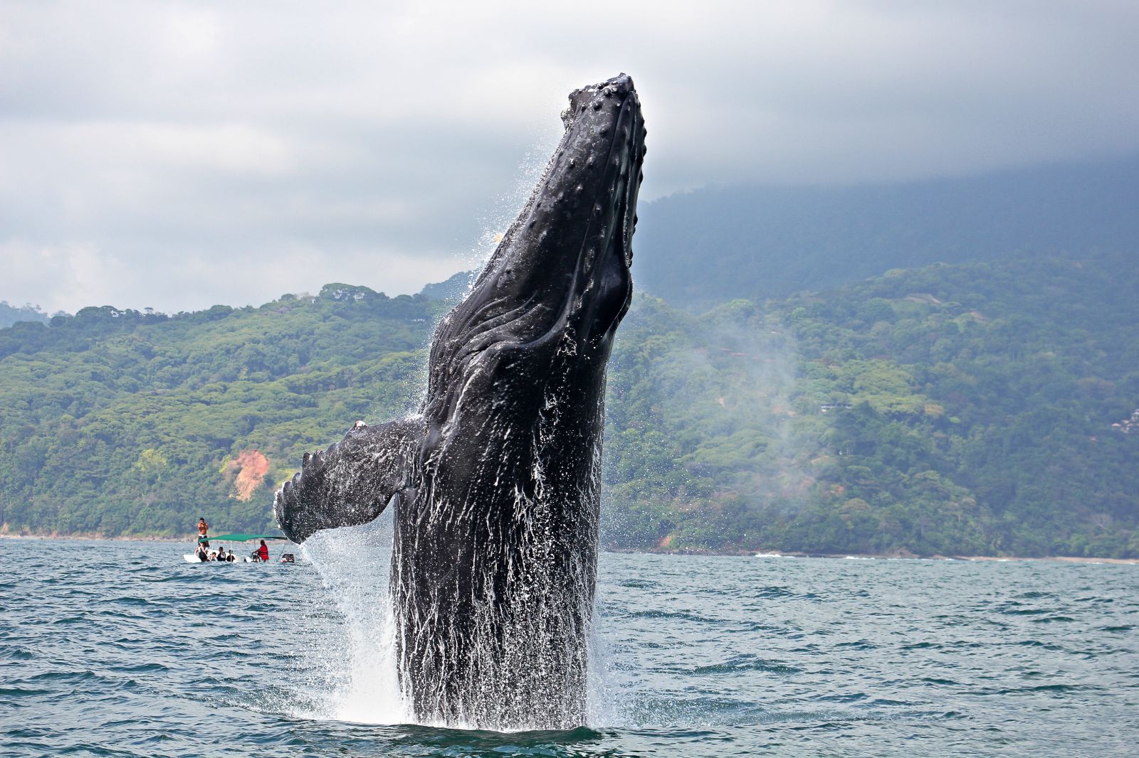 Blue whale at the Pacific coast of Costa Rica
