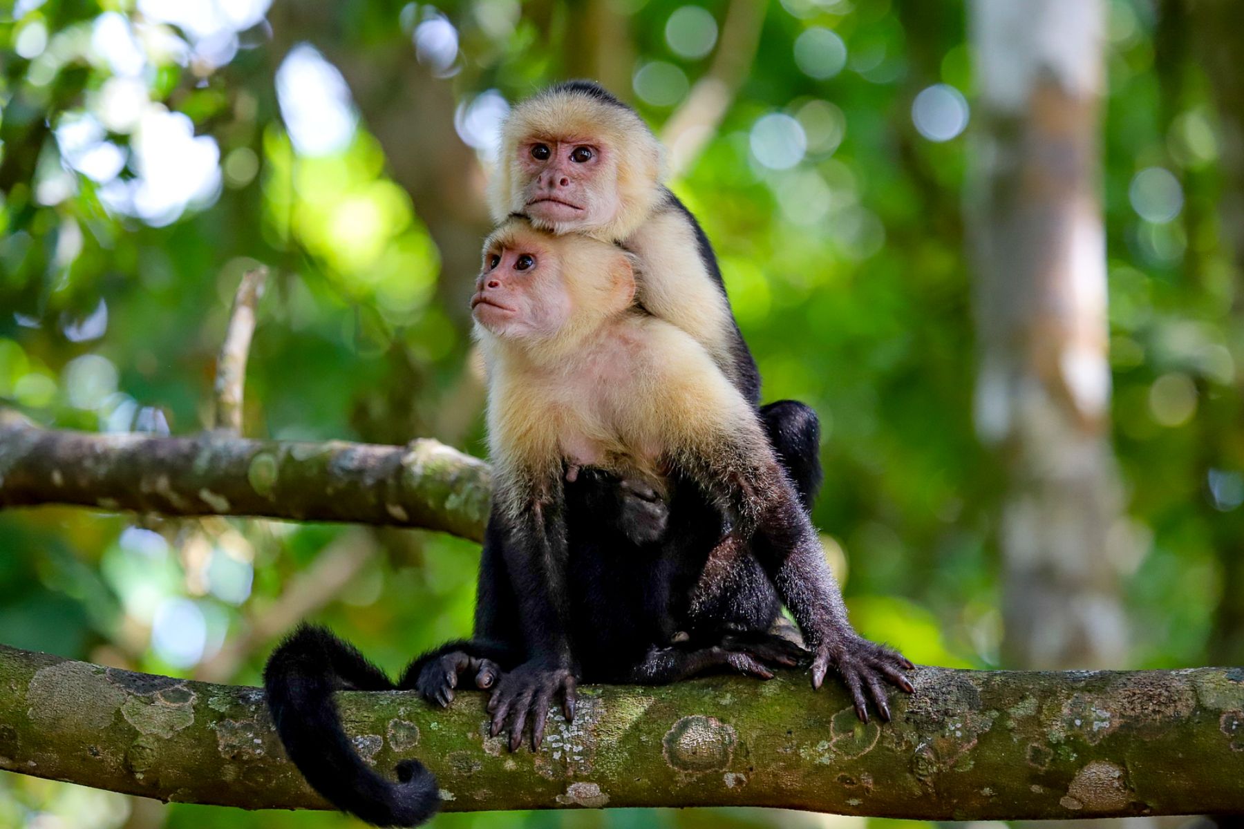 Two capuchin monkeys in the treetops in Costa Rica