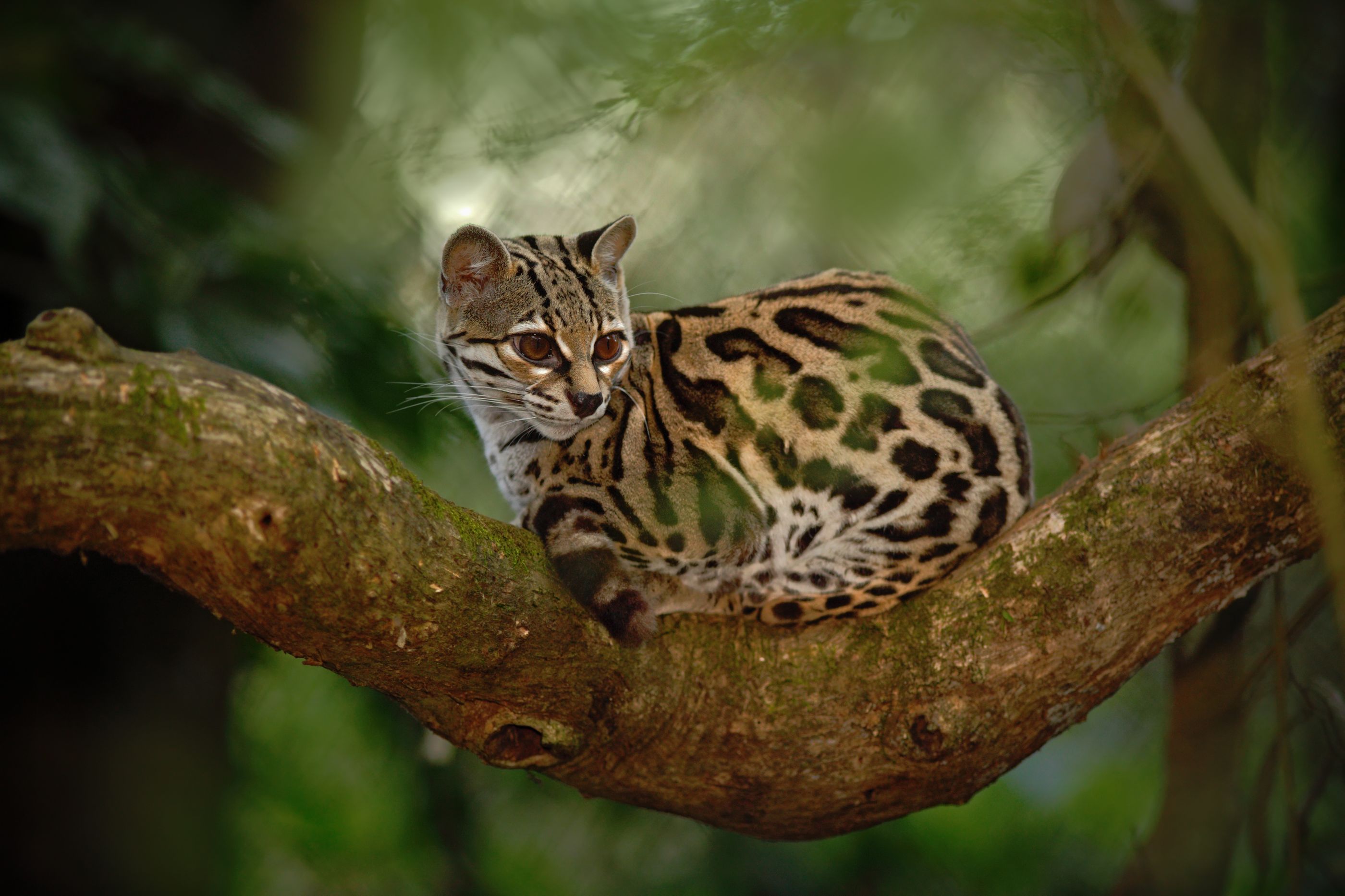 Margay cat in Costa Rica