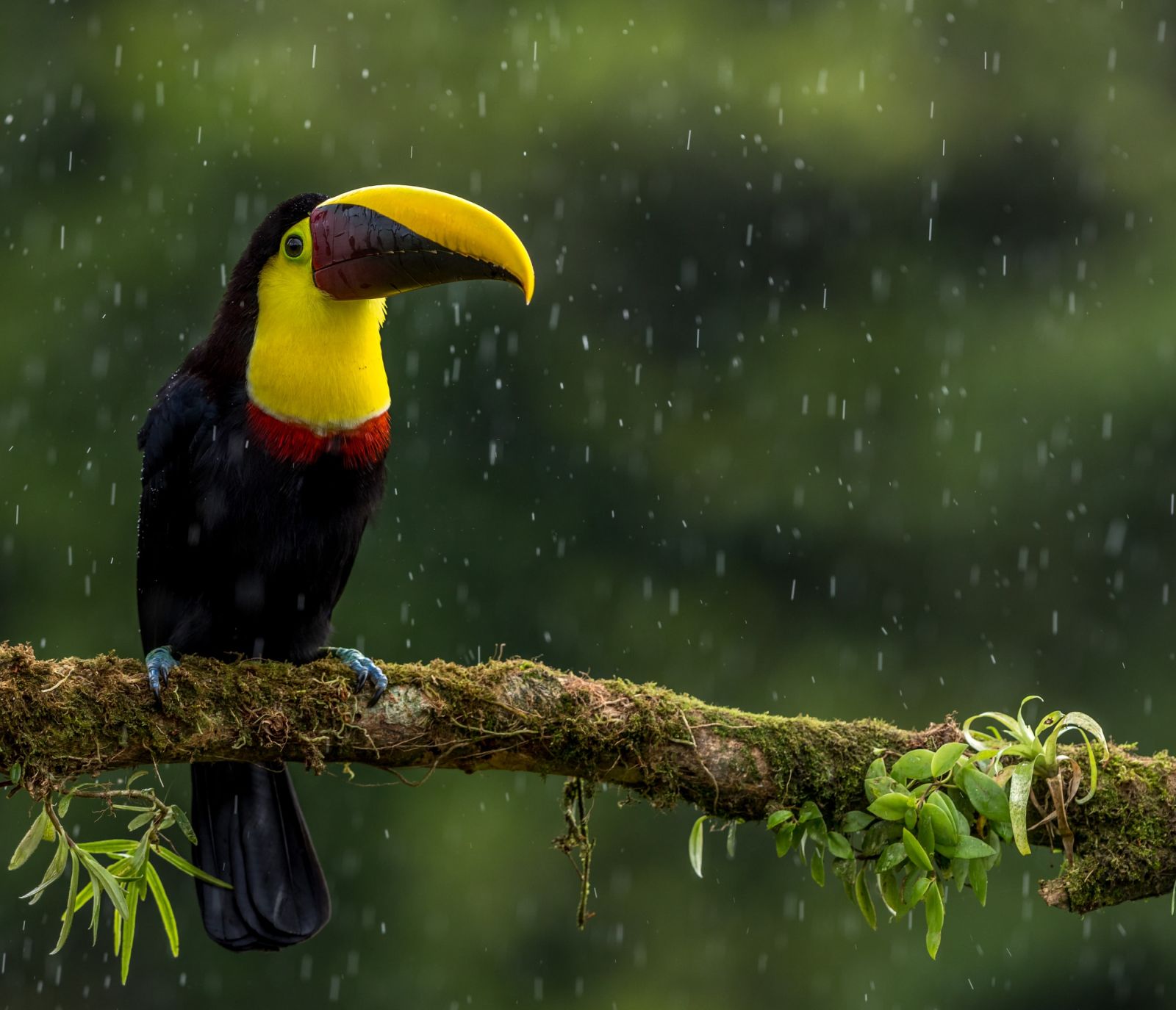 Toucan on a branch in the cloud forest in Costa Rica