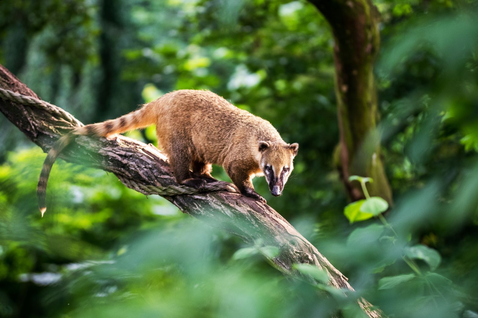 A coati in the trees in Costa Rica