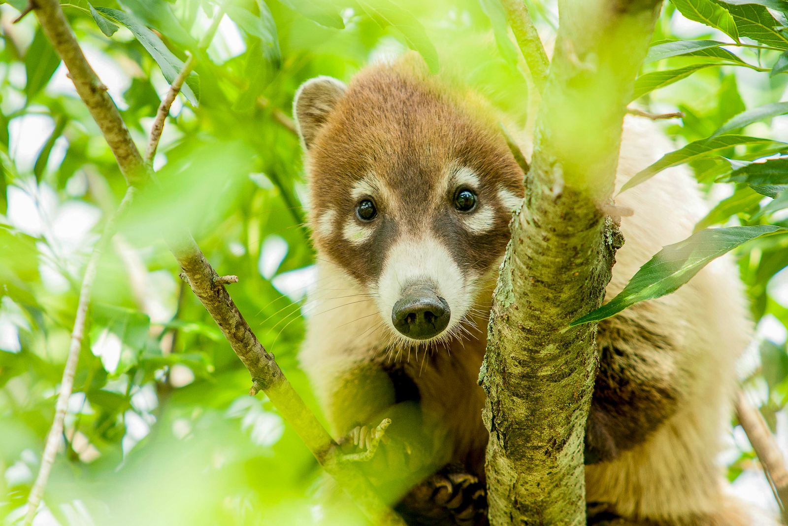A coati spotted in the treetops of Costa Rica