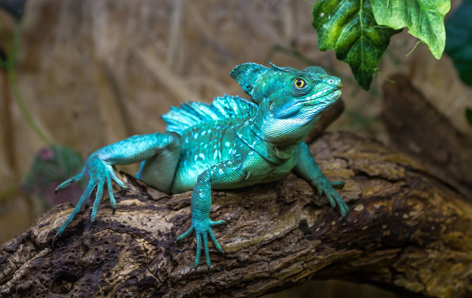 Basilisk sitting on a branch in the tropical forests of Central America