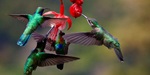 Four colourful Hummingbirds hovering round a red flower in Costa Rica