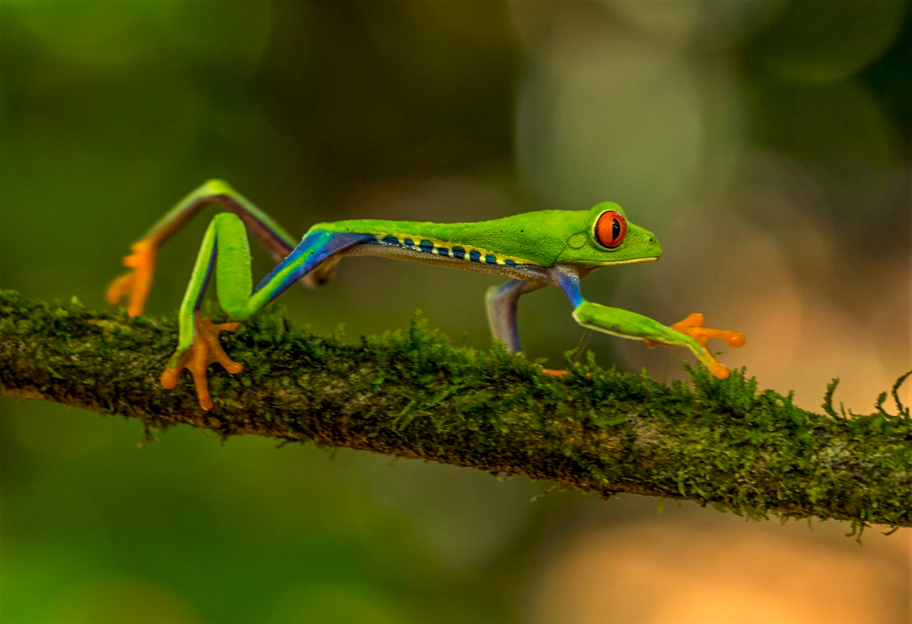 A tree frog walking along a branch in Costa Rica