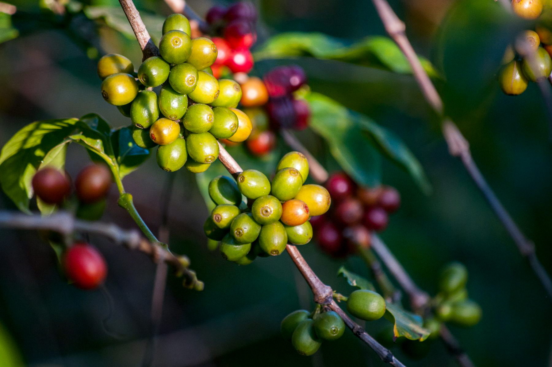 Beans on a coffee plant in Costa Rica