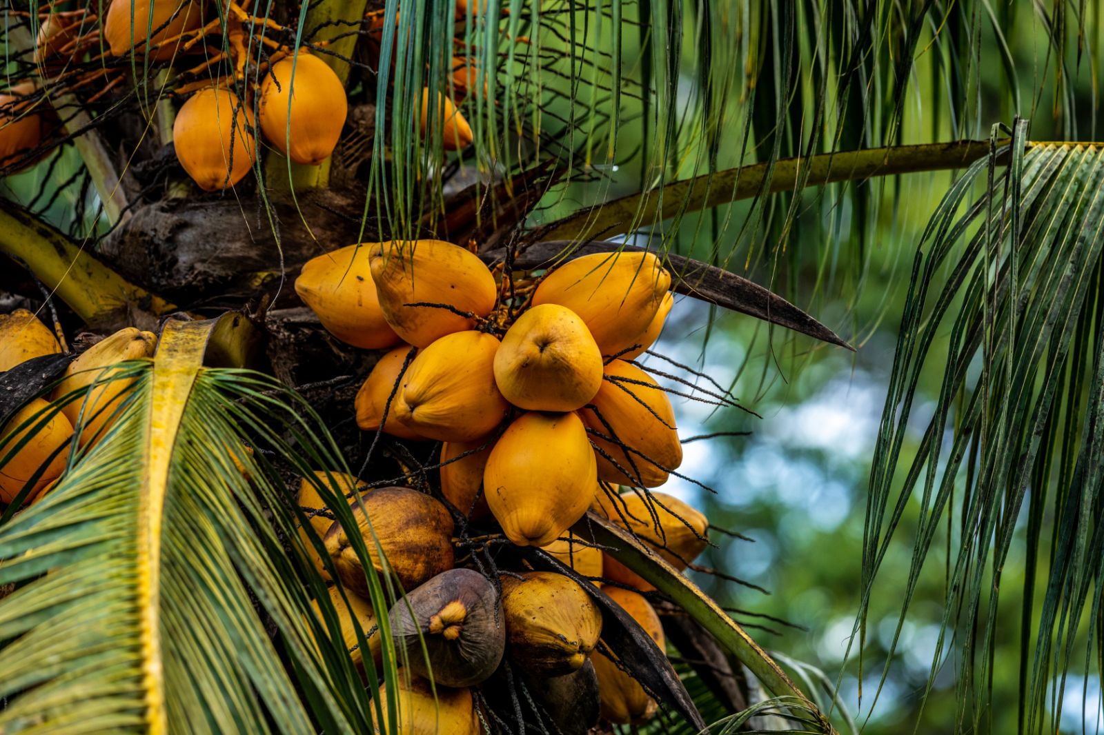 Fruit tree in Costa Rica