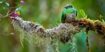Resplendent Quetzal on a branch in the Costa Rican cloud forest