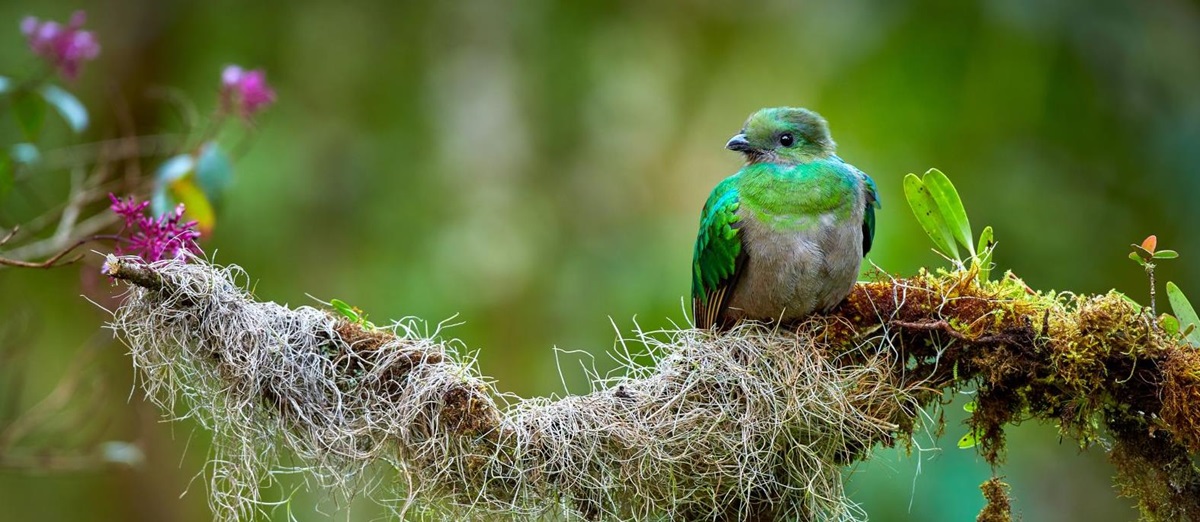 Resplendent quetzal on a branch in the Costa Rican cloud forest