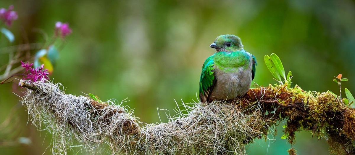Resplendent quetzal on a branch in the Costa Rican cloud forest