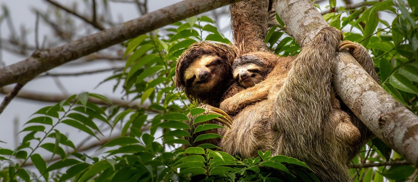 Mother and baby sloth in the treetops in Costa Rica
