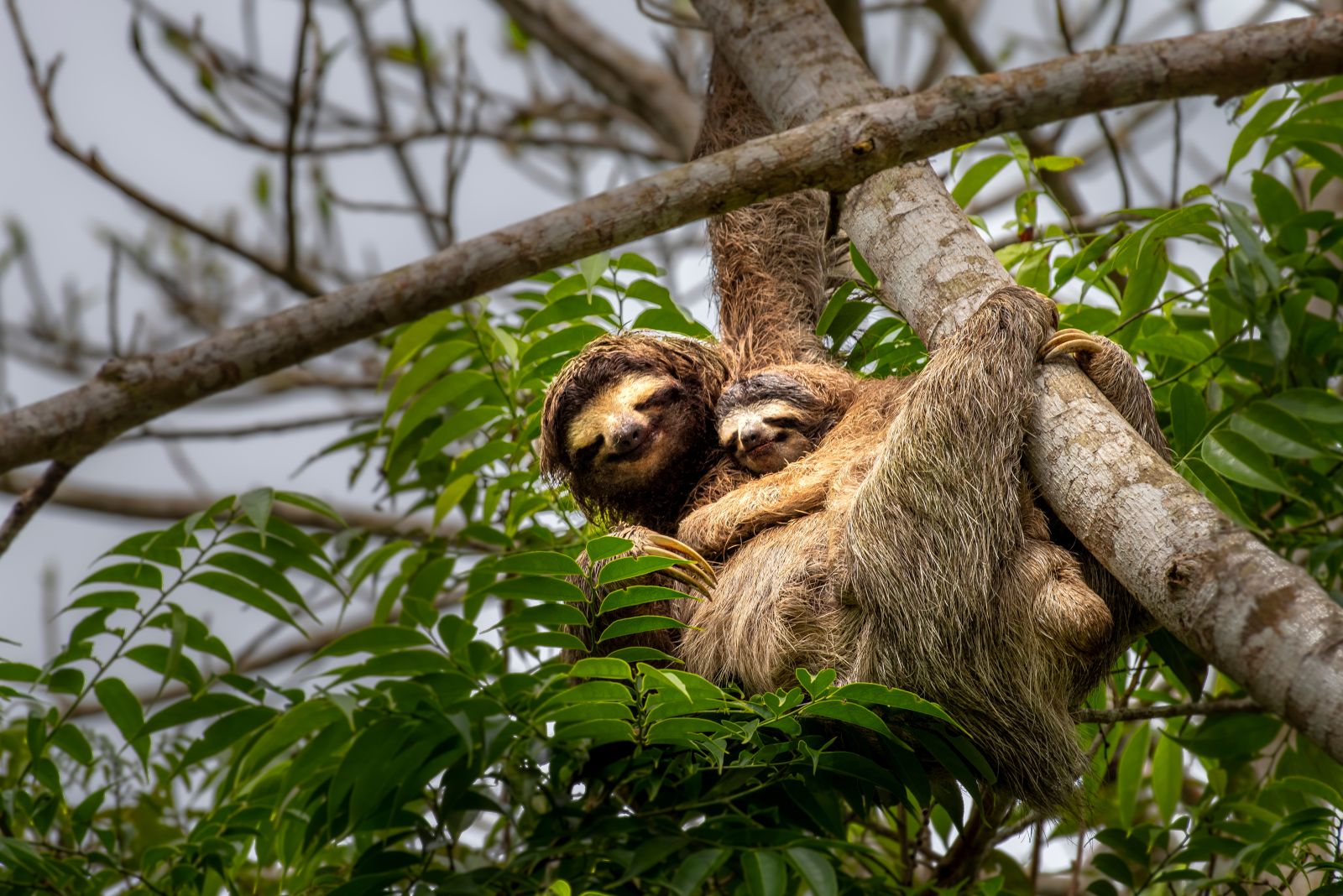 Mother and baby sloth in the treetops in Costa Rica