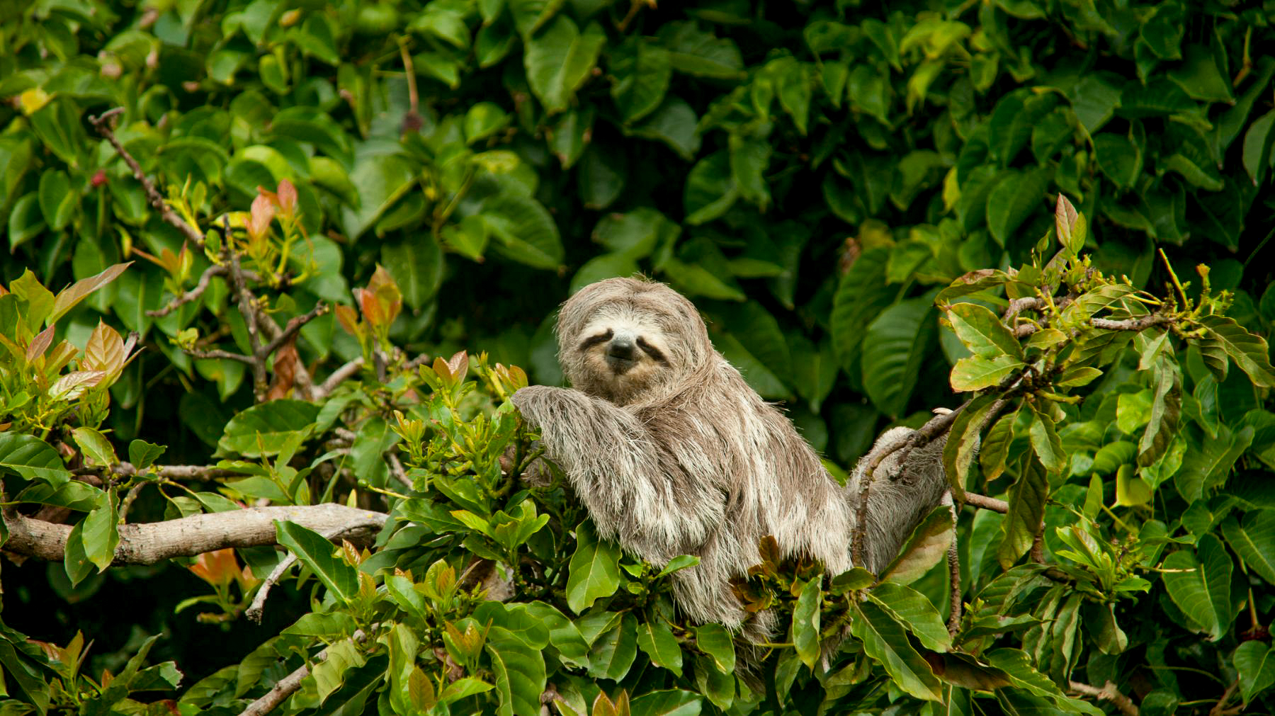 A sloth spotted in the treetops of Costa Rica