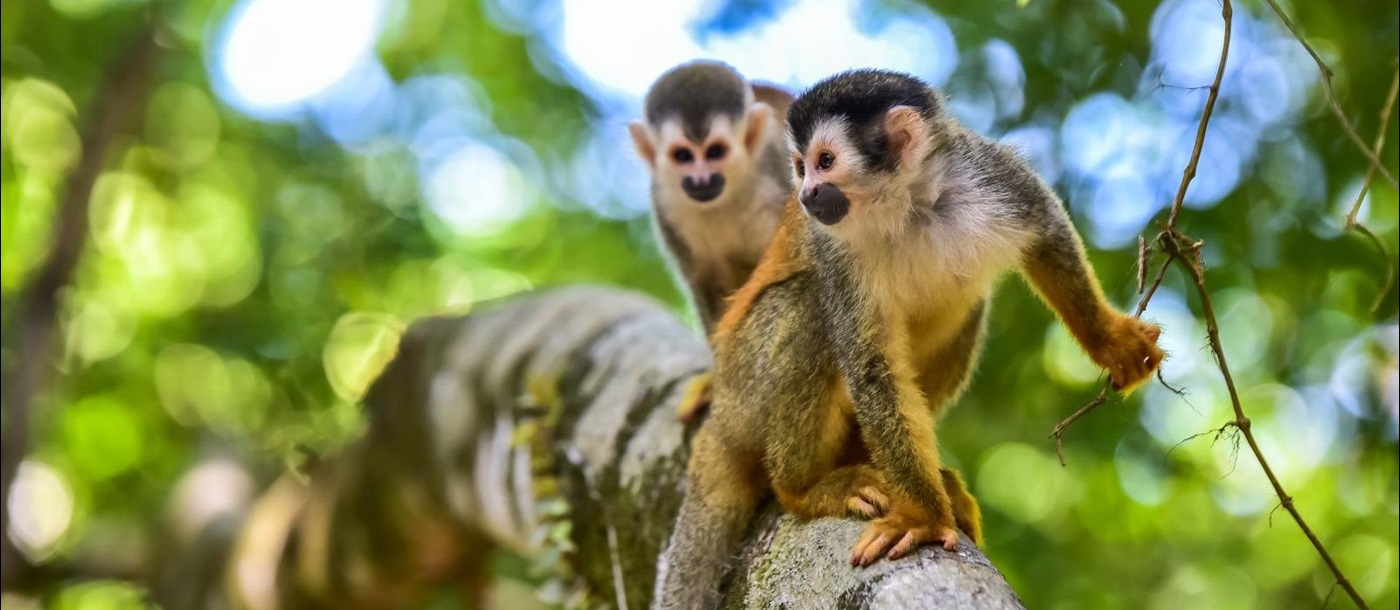 Squirrel monkeys in the treetops in Costa Rican forest
