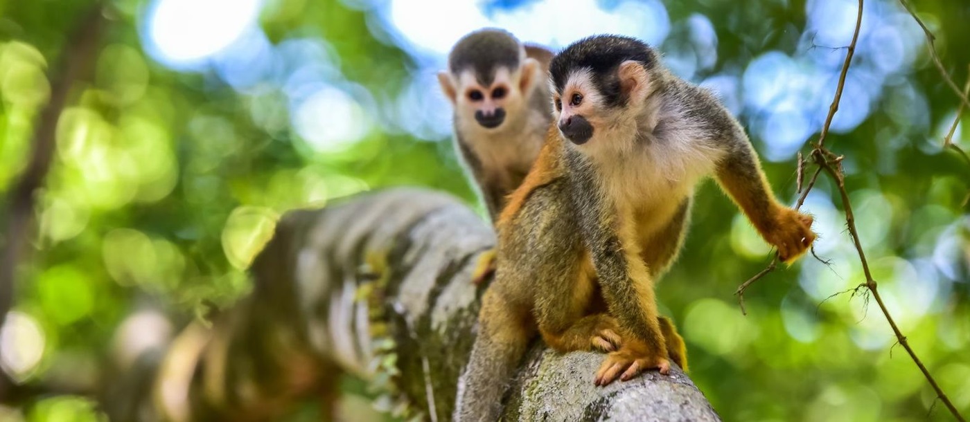 Squirrel monkeys in the treetops in Costa Rican forest