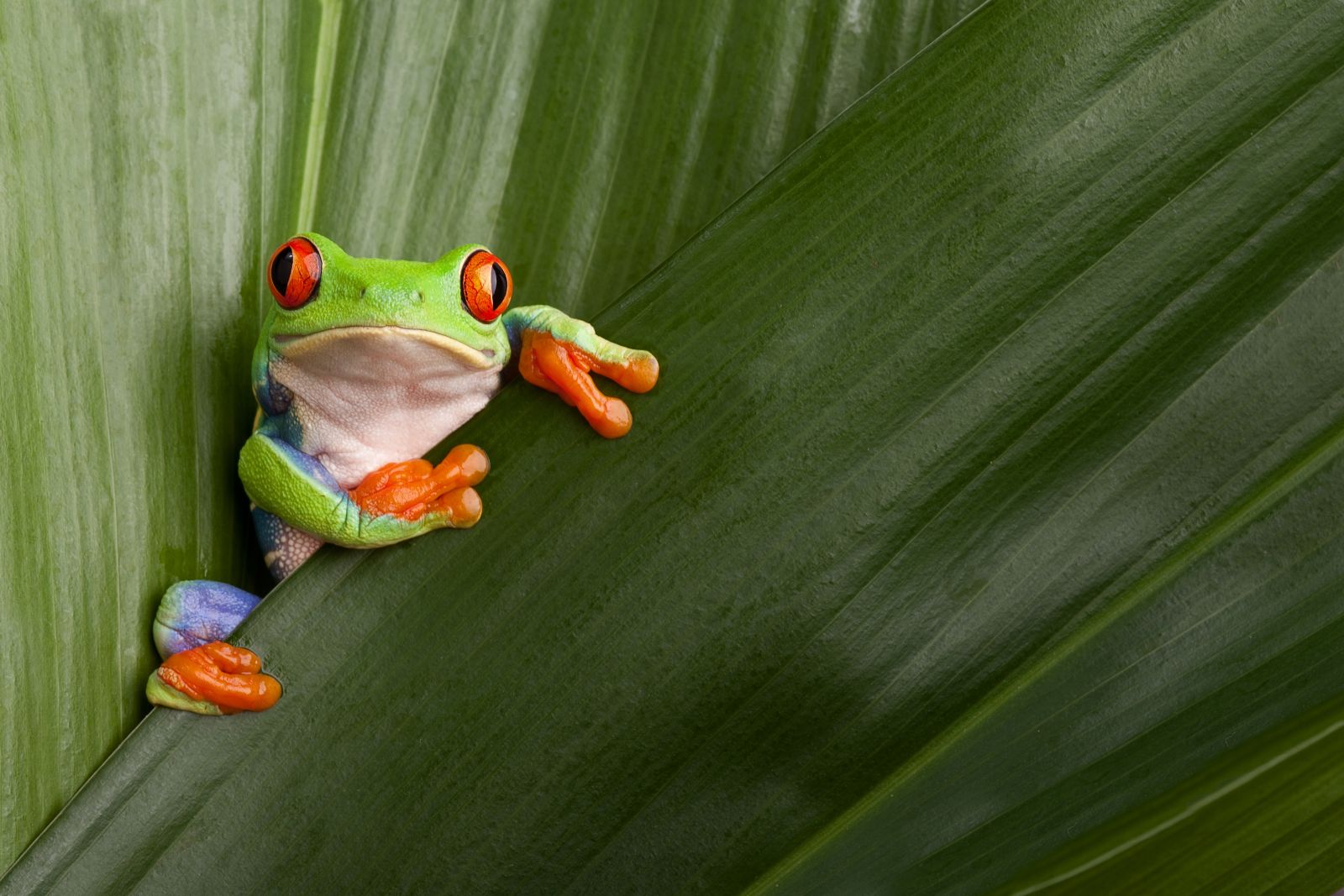 Red-eyed tree frog perching on a leaf in Costa Rica