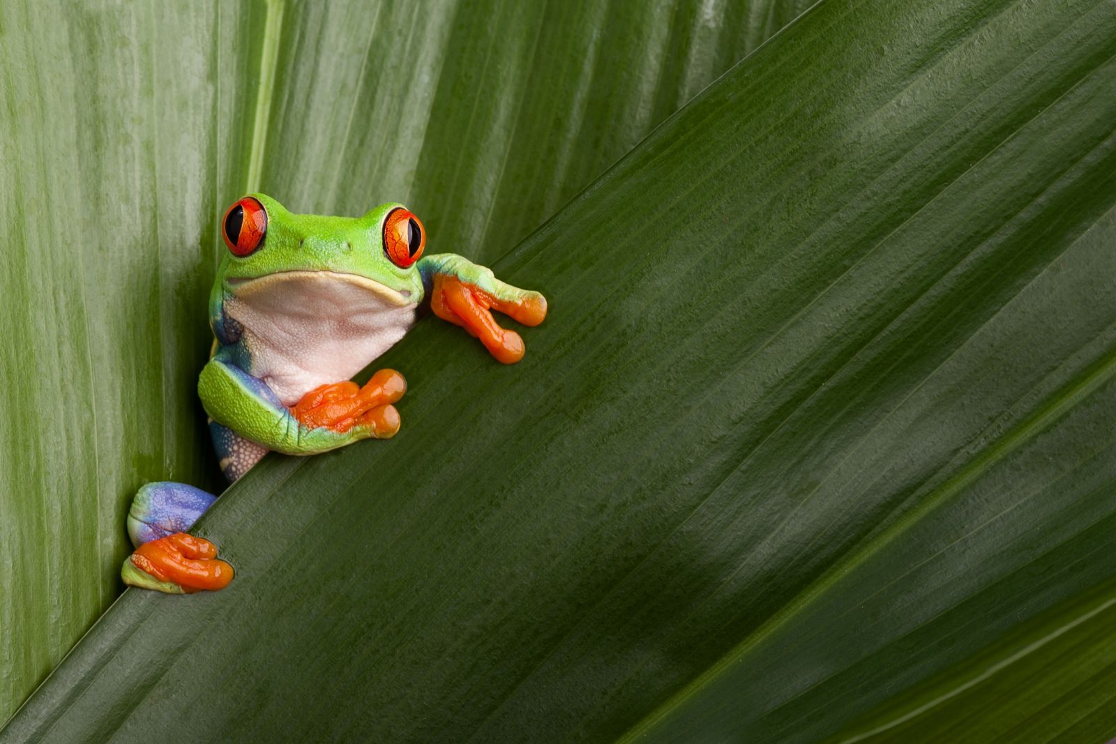 Red eyed tree frog perching on a leaf in Costa Rica