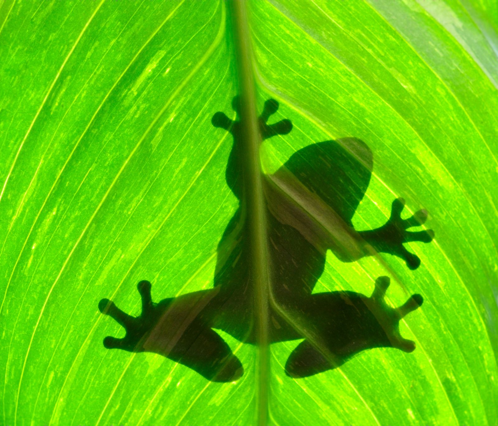 A frog seen through a leaf in Costa Rica