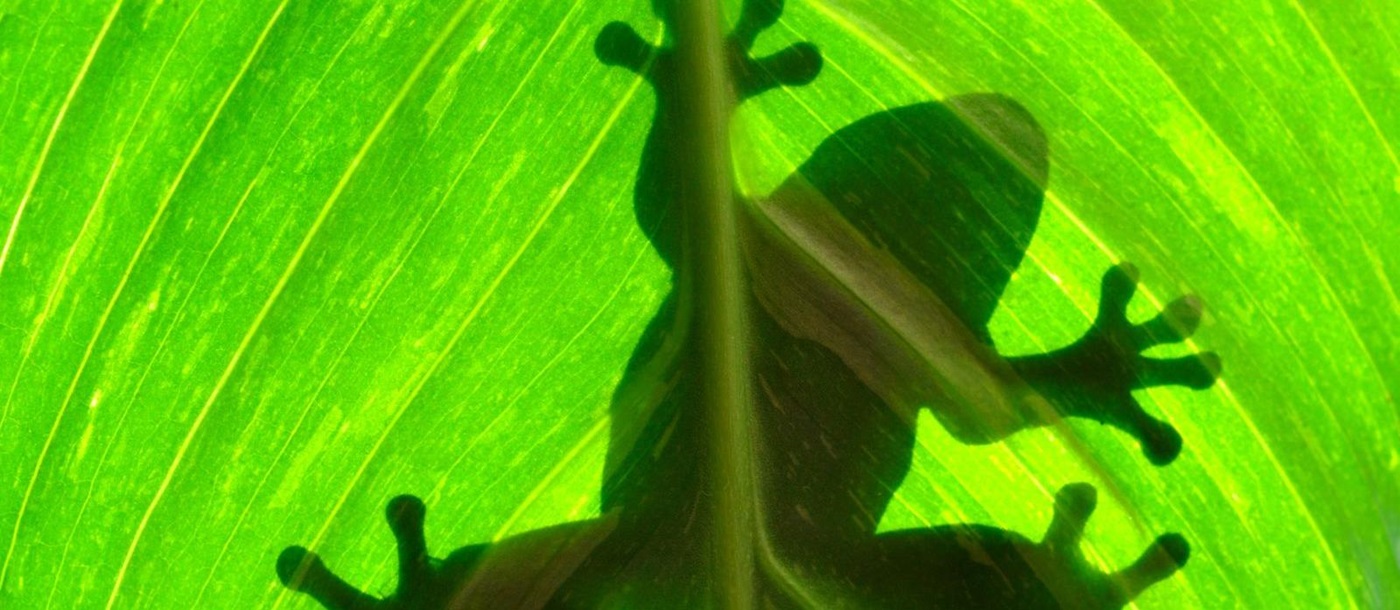 A frog seen through a leaf in Costa Rica