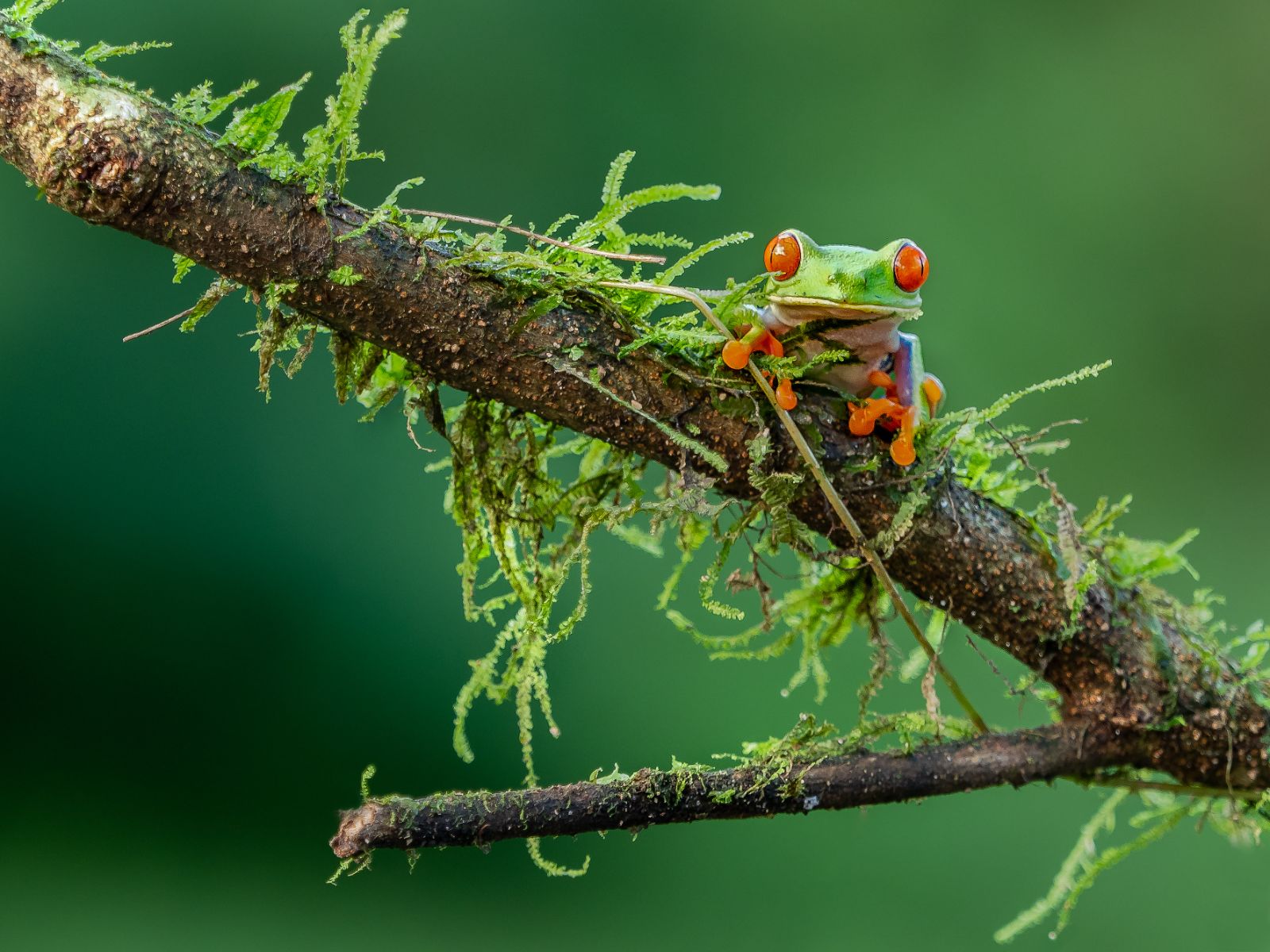 Red-eyed frog in La Fortuna, Costa Rica