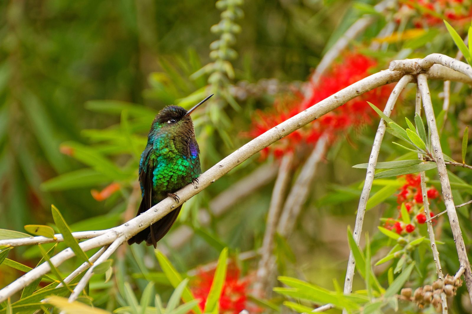 Hummingbird in Costa Rica
