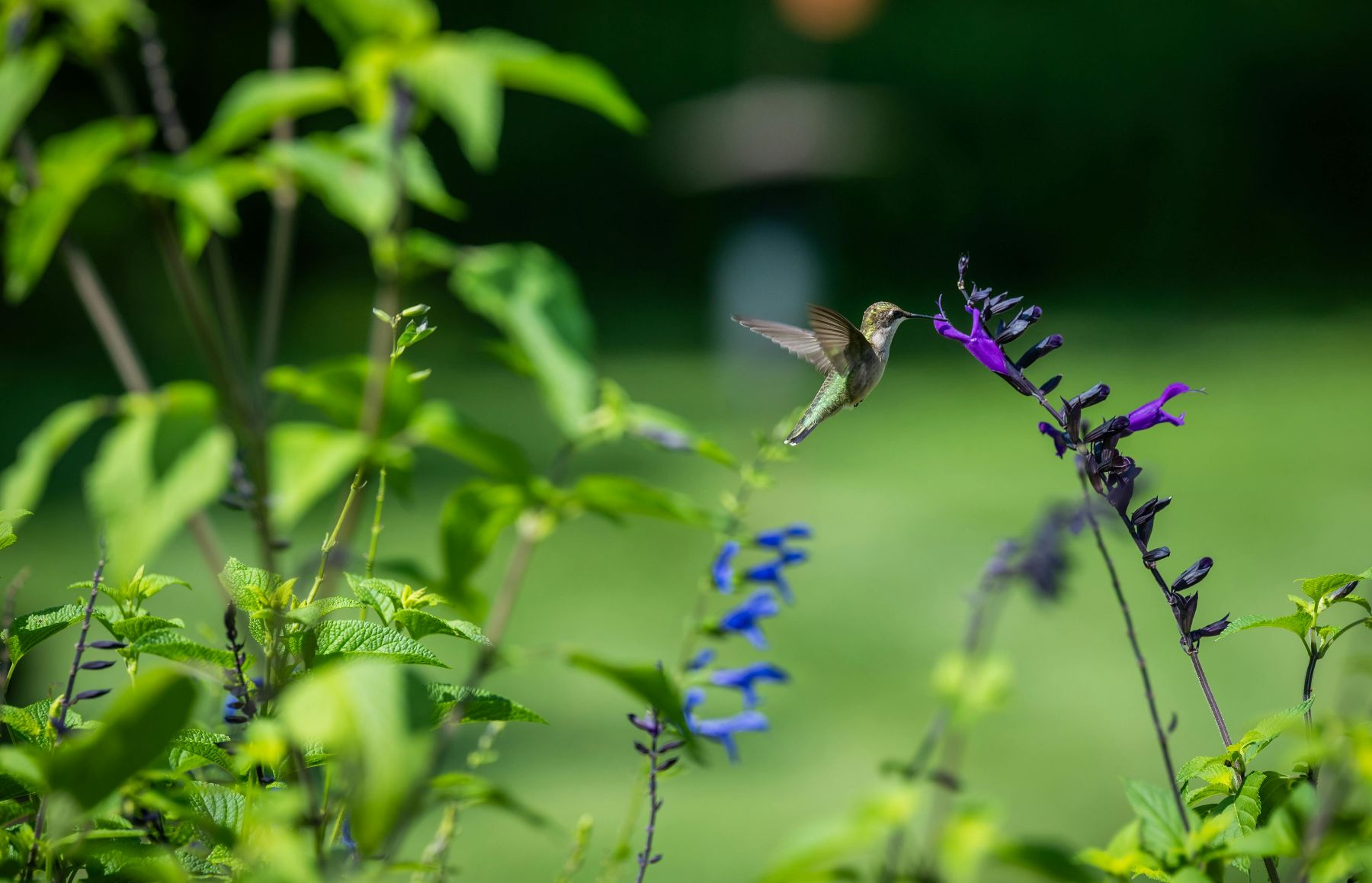 A hummingbird extracting nectar from a flower