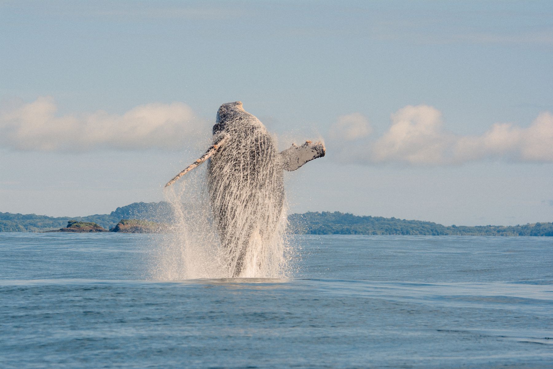 A humpback whale breaching in the Pacific ocean off Costa Rica