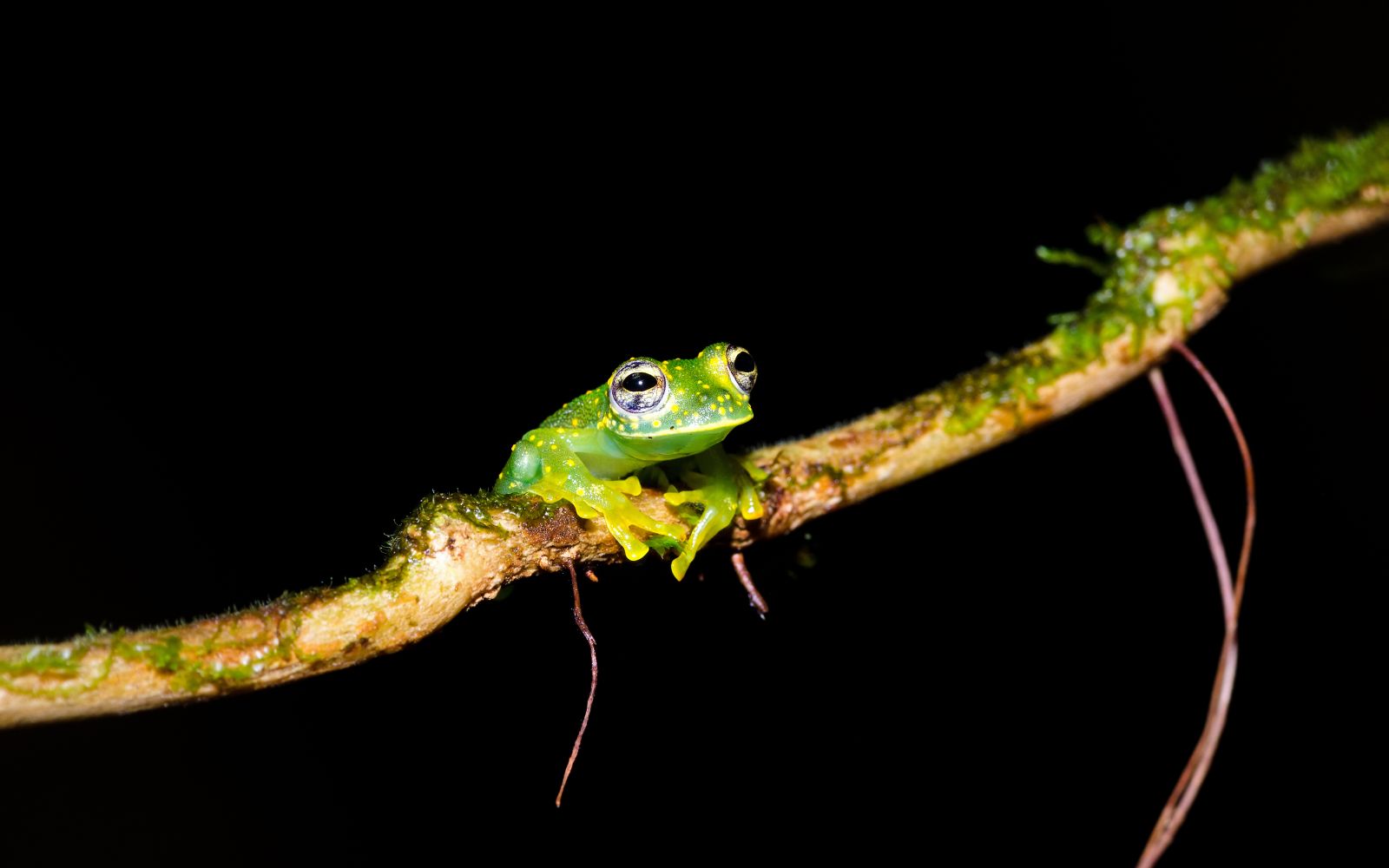 A jungle frog by night