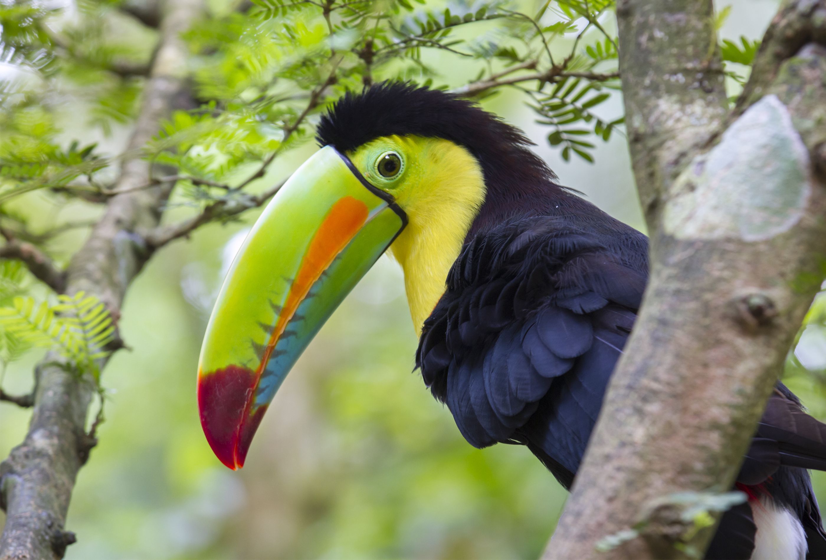 Keel-billed toucan in Costa Rica