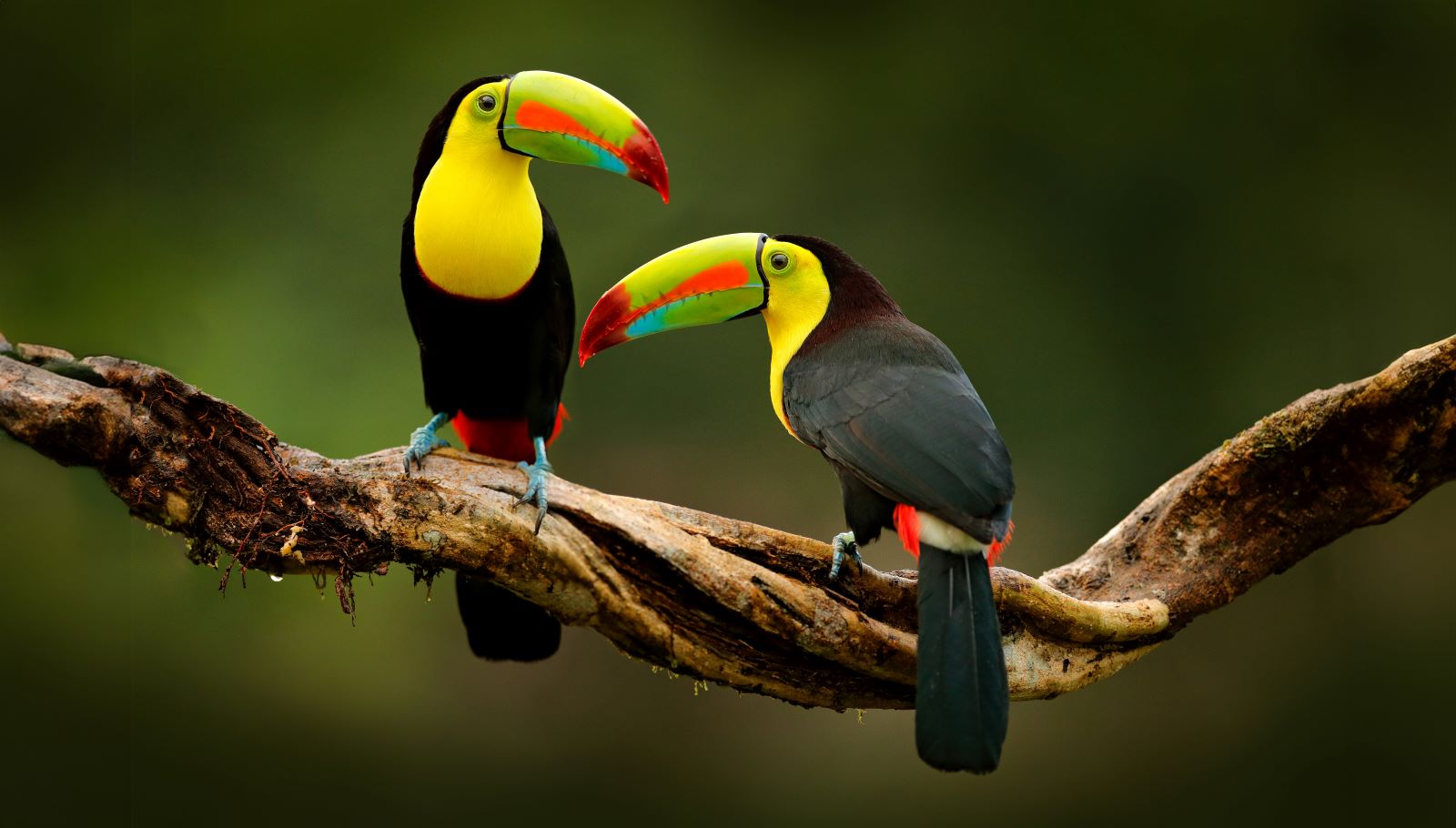 Two keel-billed toucans on a branch in Corcovado National Park 