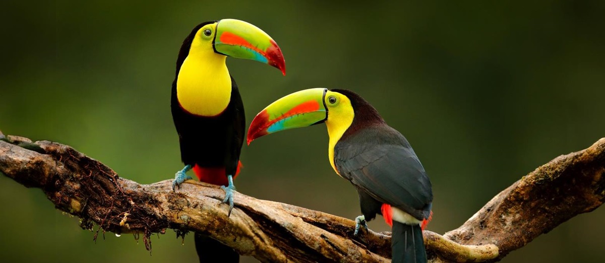 Two keel-billed toucans on a branch in Corcovado National Park