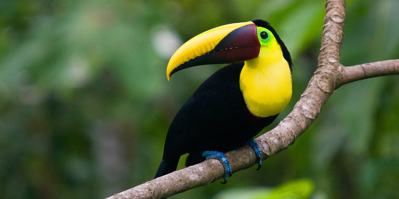 Toucan, Costa Rica