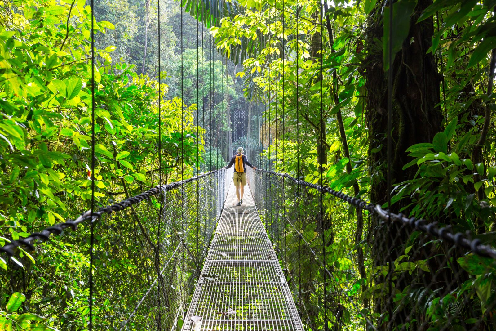 Canopy walkways in the Monteverde Cloud Forest Costa Rica