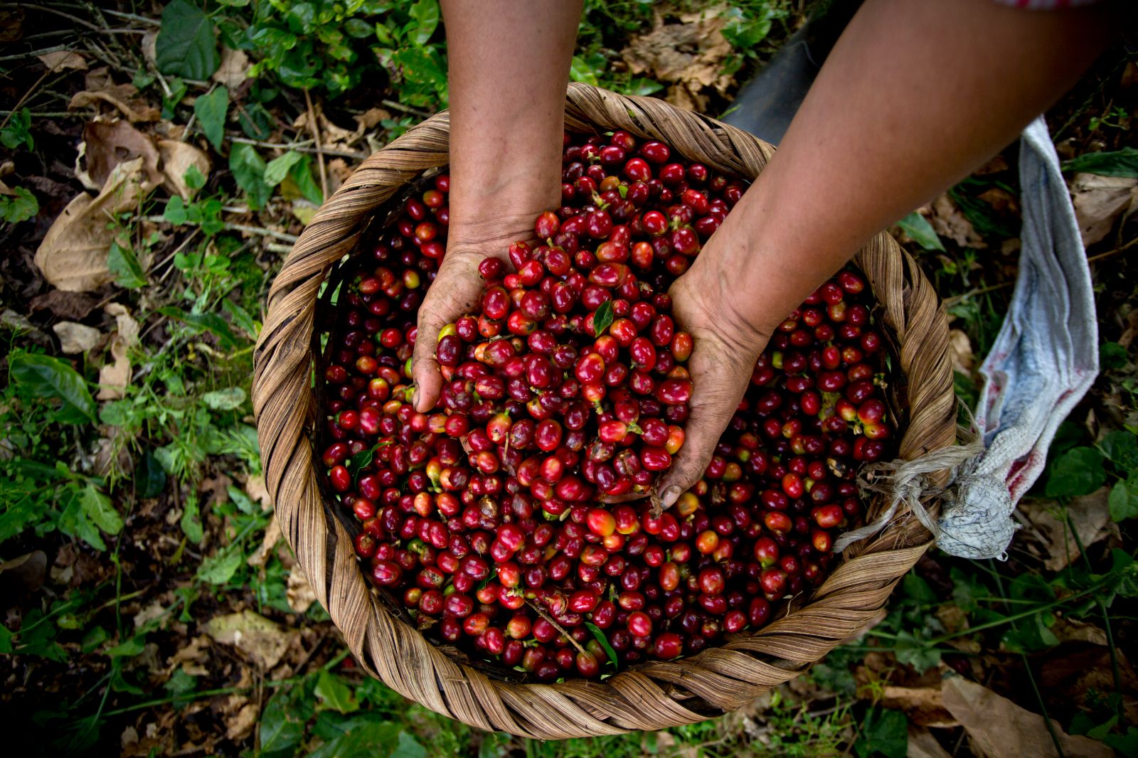 Coffee tour in the Monteverde Cloud Forest, Costa Rica