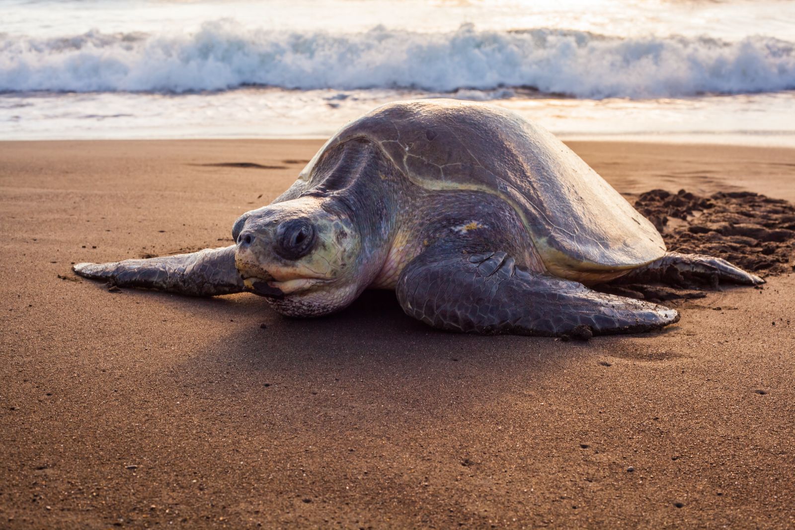 Olive Ridley sea turtle arriving on the beach in Ostional Costa Rica