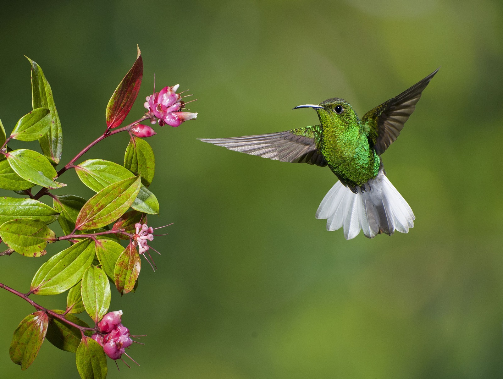 Emerald hummingbird, Costa Rica