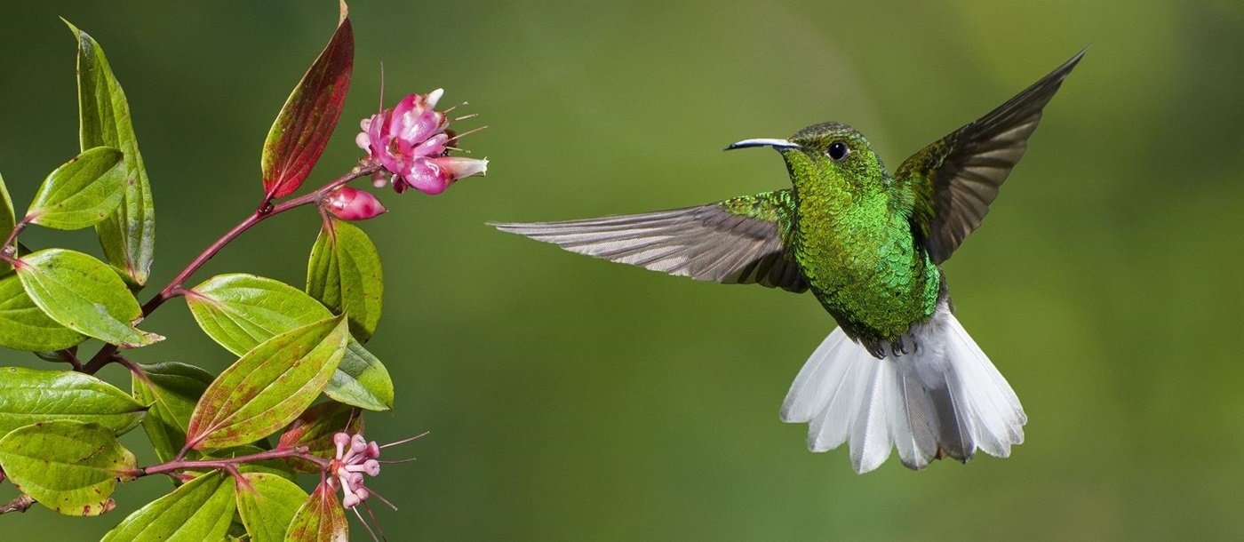 Emerald hummingbird, Costa Rica