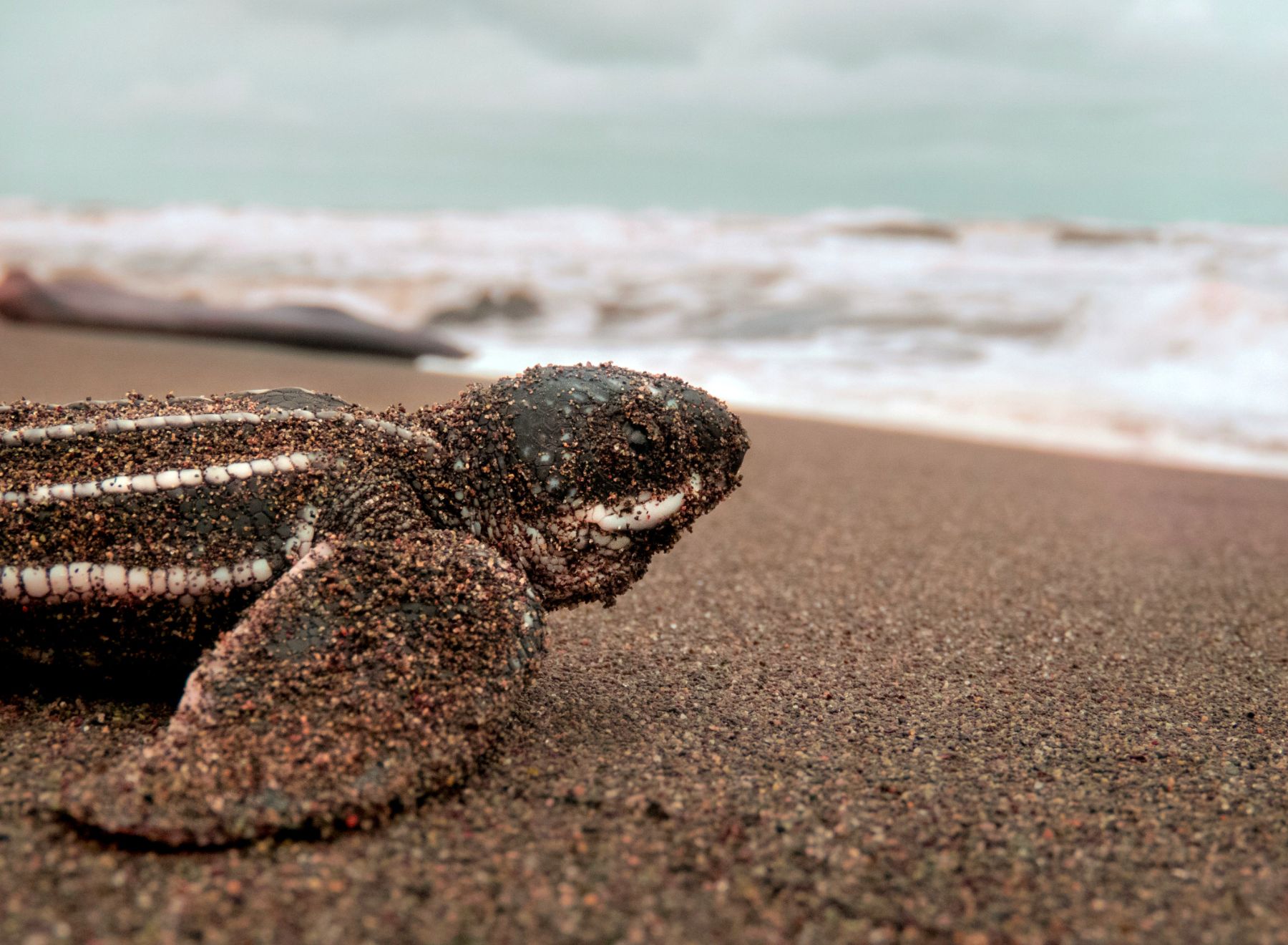 A sea turtle on the shore of a dark sand beach