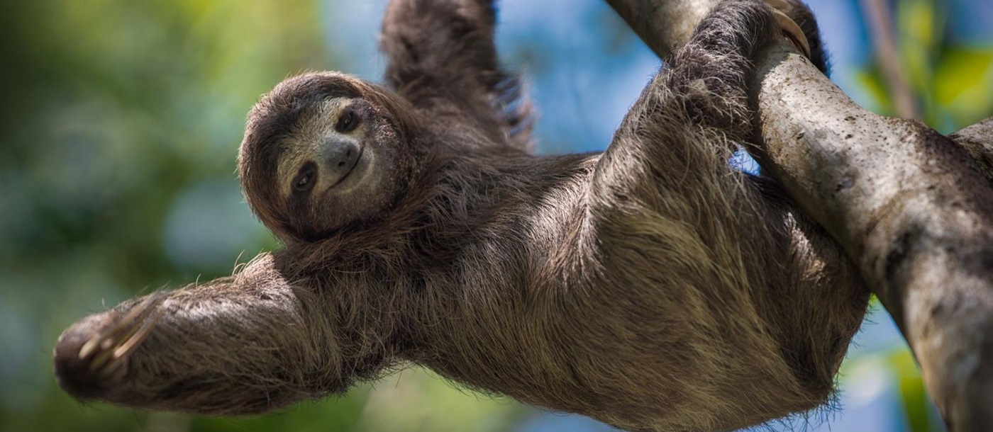 a sloth seen in central america