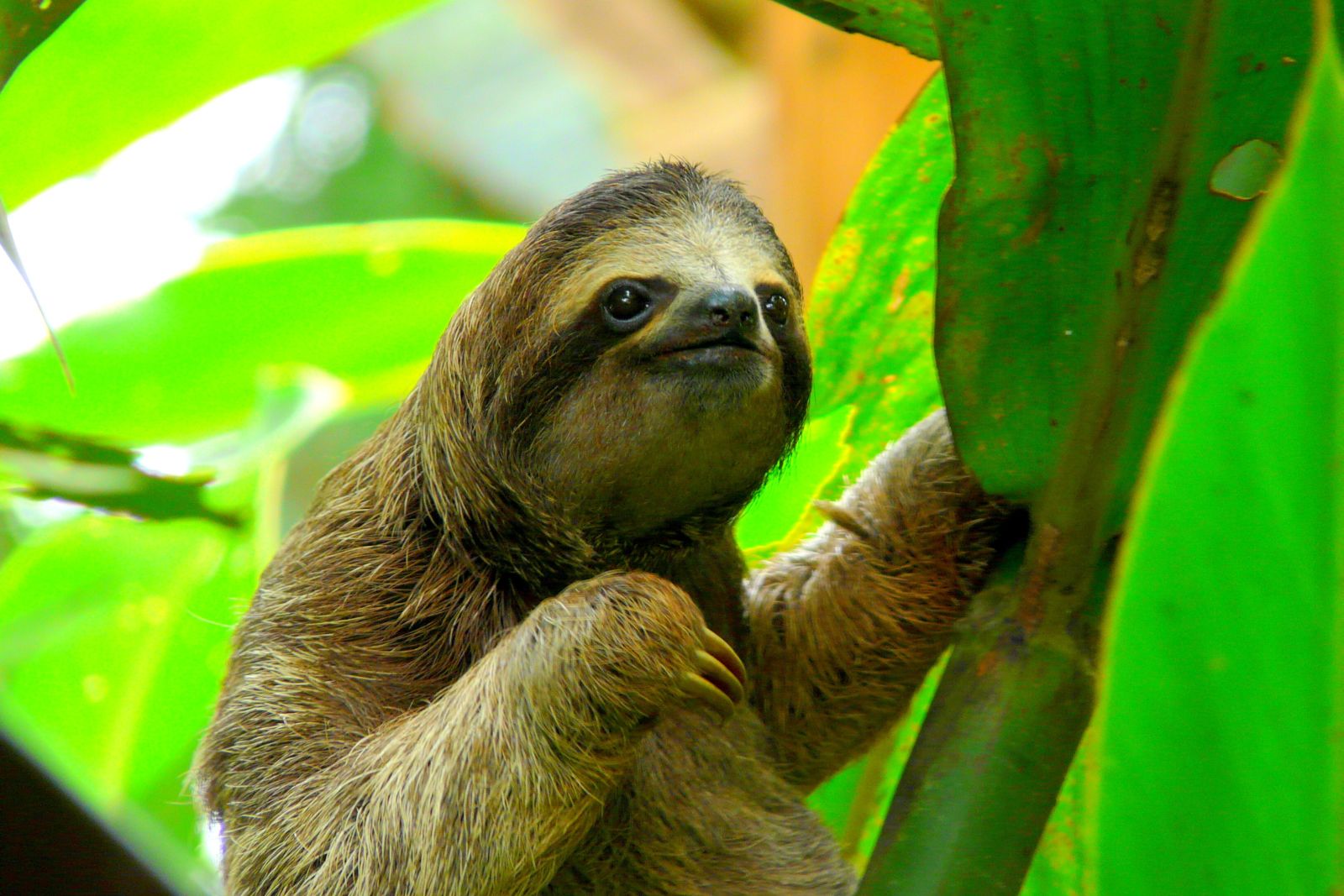 A sloth seen in Puerto Viejo