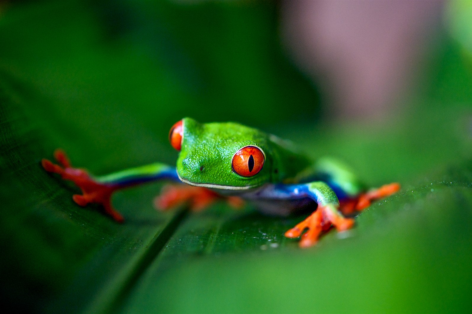 A tree frog on a leaf in Costa Rica
